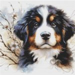 (image for) Bernese Mountain Dog Puppy